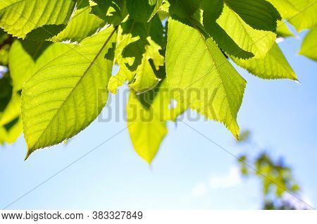 Green Leaves In The Foreground Against A Blue Sky