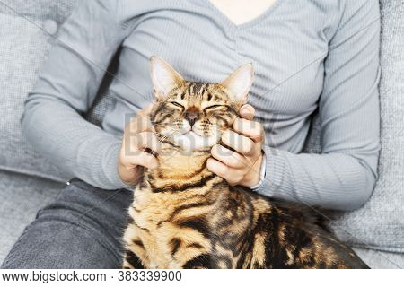 Woman At Home Holding Her Lovely Bengal Cat. Pet In Hands Of Hostess. Contented Cat-she Closes Her E