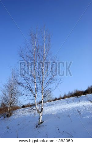 skov