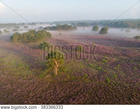 Blooming Heather Fields, Purple Pink Heather In Bloom, Blooming Heater On The Veluwe Zuiderheide Par