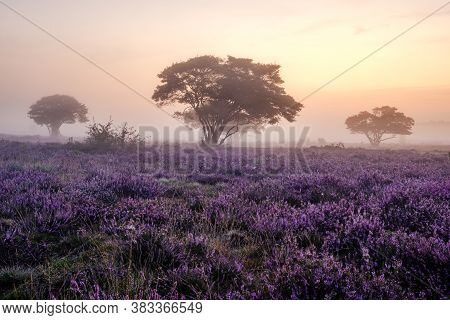 Blooming Heather Fields, Purple Pink Heather In Bloom, Blooming Heater On The Veluwe Zuiderheide Par