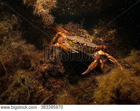 A Closeup Picture Of A Crab In A Beautiful Marine Environment. Picture From Oresund, Malmo In Southe