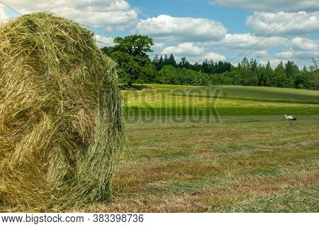 Summer Rural Grassland With Stork Under The Theme Of Working In The Field And Making Large Bales Of 