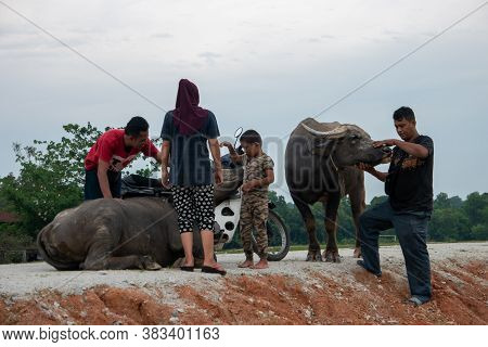 Seberang Perai, Penang/malaysia - Jun 19 2018: Malays Family With Their Buffaloes.