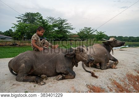 Seberang Perai, Penang/malaysia - Jun 19 2018: A Kid Sit On Buffalo In Rural Area.