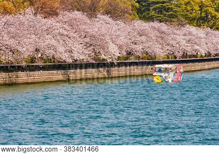 Osaka / Japan - March 28, 2018: Tourist Boat Sailing The O River With Blooming Cherry Blossom Trees 
