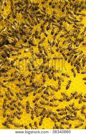 แมโครที่ทำงานผึ้งบน Honeycells