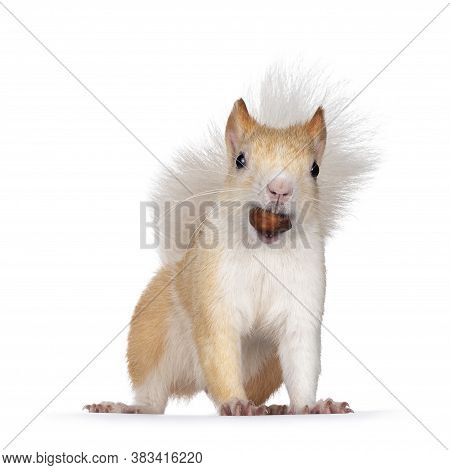 Cute  Apricot With White Japanese Lis Squirrel, Standing Facing Camera With Hazel Nut In Mouth. Look