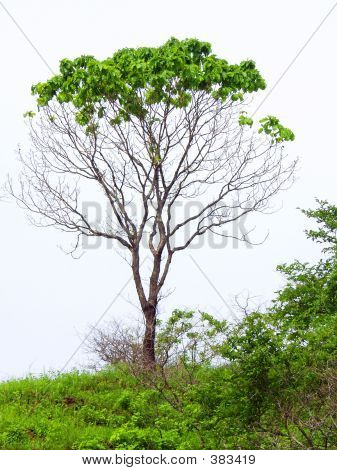 Træ
