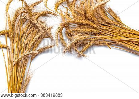 Wheat Rye Barley Oat Seeds. Whole, Barley, Harvest Wheat Sprouts. Wheat Grain Ear Or Rye Spike Plant