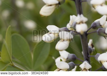 Flowers Of A White Wild Indigo, Baptisia Alba