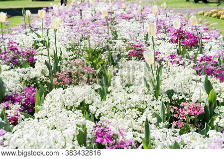 White Tulips In A Pink And White Flower Garden In Queens Park, Toowoomba During The Carnival Of Flow