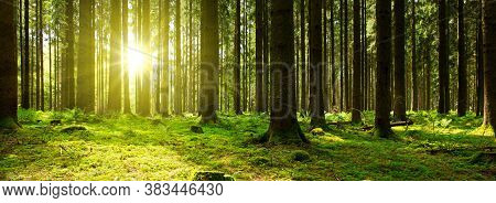 Misty Foggy Nature Background. Forest Sunrise And Rain Forest River, Green Forest Stream. Natural En