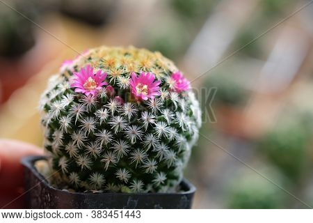 flowers are beautiful and refreshing.