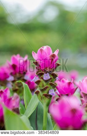 Curcuma Zanthorrhiza (siam Tulip Curcuma Alismatifolia) White Flower In The Nature And In The Garden