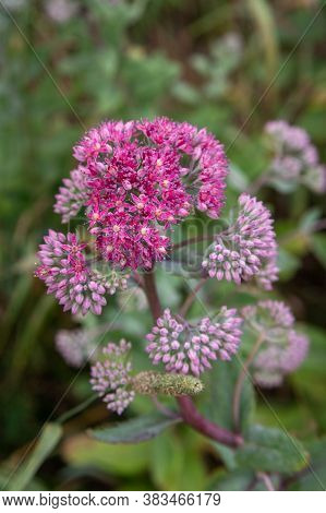 Hylotelephium Triphyllum Flower Or Sedum Stonecrop In Nature