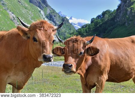 Two Young Alpine Brown Cows In Pasture On Mountain Background