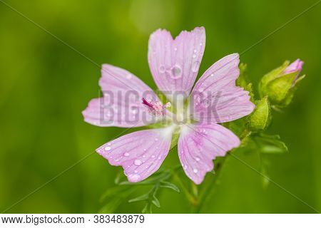 Blooming Wild Pink Flower Musk Mallow (malva Alcea, Cut-leaved Mallow, Vervain Mallow Or Hollyhock M