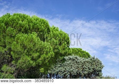 Upward View Of The Green Leafs Italian Stone Pine Trees Under Beautiful White Fluffy Clouds On Vivid