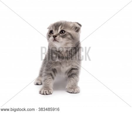 Cute Grey Scottish Fold Little Kitten Isolated On A White Background.
