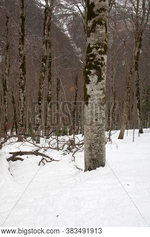 Forest in the Ordesa Valley. Ordesa and Monte Perdido National Park. Pyrenees. Huesca. Aragon. Spain.