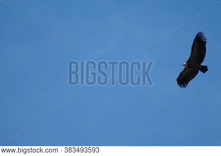 Griffon vulture Gyps fulvus in flight. Revilla. Pyrenees. Huesca. Aragon. Spain.