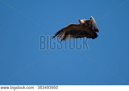Griffon vulture Gyps fulvus in flight. Revilla. Pyrenees. Huesca. Aragon. Spain.