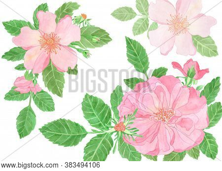 Watercolor Pink Rose And Roseship Compositions With Leaves