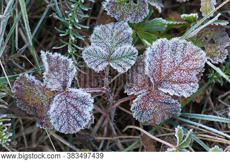 Leaves covered with frost in the Guara mountains. Huesca. Aragon. Spain.