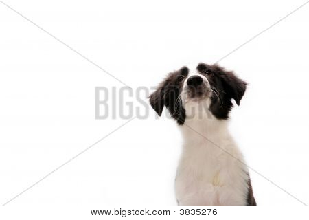 Border Collie en blanco