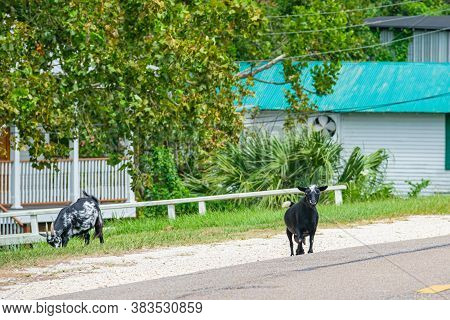 Goats Alongside The Road In Urban Neighborhood