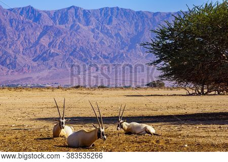 Group Of Arabian Oryx, In The Yotvata Hai-bar Nature Reserve, The Arava Desert, Southern Israel