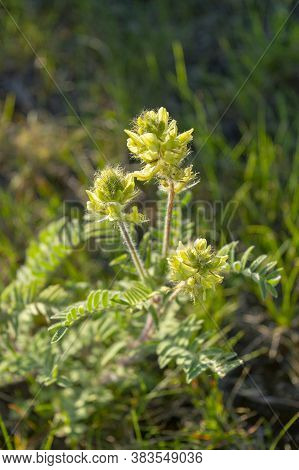 Blooming Plant Of Woolly Locoweed Or Milkvetch. Oxytropis