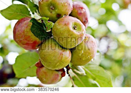 Ripe Fresh Apples On A Branch With Foliage. Apple Harvest In The Garden. Harvesting