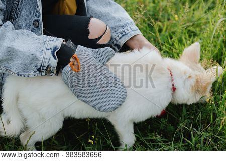 Woman Combing Out Puppy Fur With Special Glove In Summer Park. Person Grooming And Brushing Cute Whi