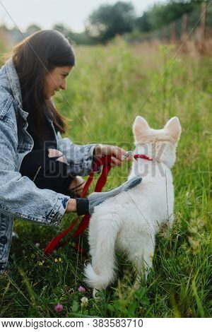 Woman Combing Out Puppy Fur With Special Glove In Summer Park. Person Grooming And Brushing Cute Whi