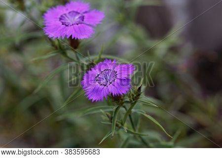 Flower Of An Amur Pink, Dianthus Amurensis