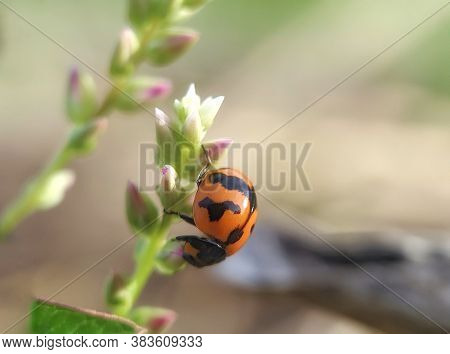 Red Little Beetles In The Wild, Coccinella Transversalis Or Transerve Ladybird