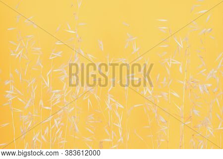 White Dry Tender Sprigs Of Oats Are Evenly Spaced Parallel To Each Other On A Light Orange-yellow Ba