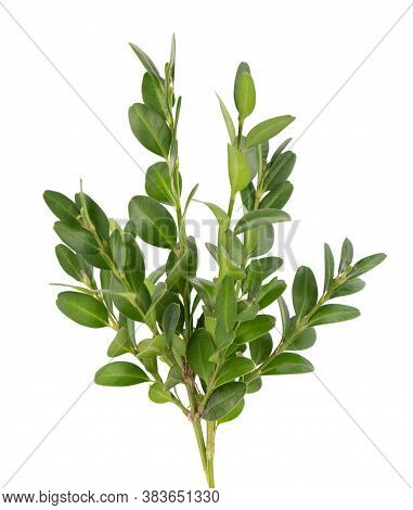 Boxwood Branch Isolated On White Background. Green Boxwood Sprig. Buxus With Clipping Path.