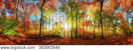 Colorful Forest Panorama In Autumn, With The Bright Sun Centered And Casting Beautiful Rays Through 