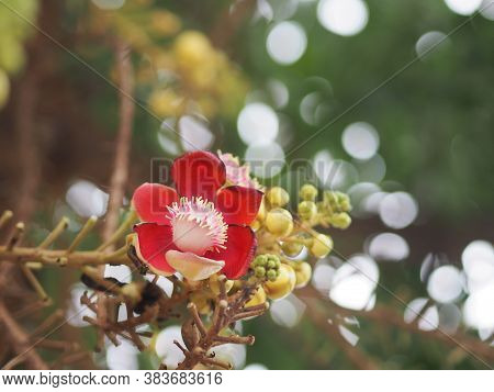 Shorea Robusta, Dipterocarpaceae, Couroupita Guianensis Aubl., Sal Blooming In Garden On Blurred Nat
