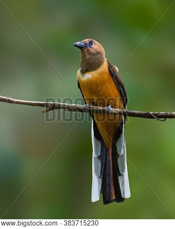 A Beautiful Female Malabar Trogon (harpactes Fasciatus), With Selective Focus And On A Perch With A 