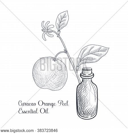 Vector Drawing Curacao Orange Peel Essential Oil, Citrus Aurantium, Hand Drawn Illustration