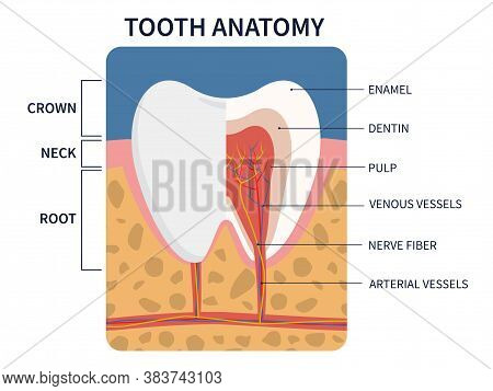 Vector Illustration: Anatomy Of Tooth Cross Section For Medical Education And Dental Care.