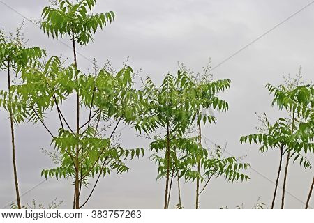 Azadirachta Indica, Commonly Known As Neem, Nimtree Or Indian Lilac