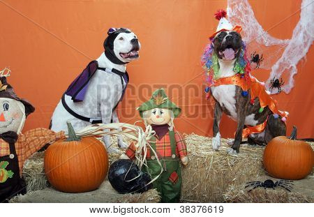 Halloween öltözött pitbulls