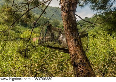 Minnow Trap Hanging From Branch Of Evergreen Tree In Rural Wilderness.