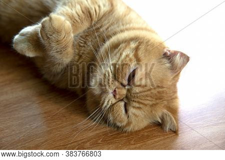 Closed-up Photo Of Sleepy Scottish Fold Cat Laydown On Floor And Cross Hands.