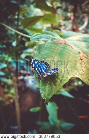Tropical Blue Wing Butterfly On A Leaf In Rainforest.